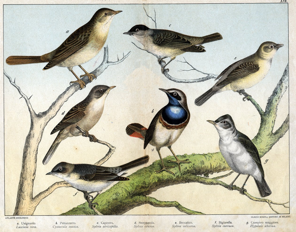 a: Rossignol (Luscinia vera), b: Pettazzuro (Cyanecula suecica), c: Blackhead (Sylvia atricapilla), d: Sterpazzola (Sylvia ciciera), e: Becfigue (Sylvia salicaria), f: jestřáb (bigiarella, Sylvia chariot) g : Canepino Giore (Hypolais Borin) - v "Natural" od Unknown artist