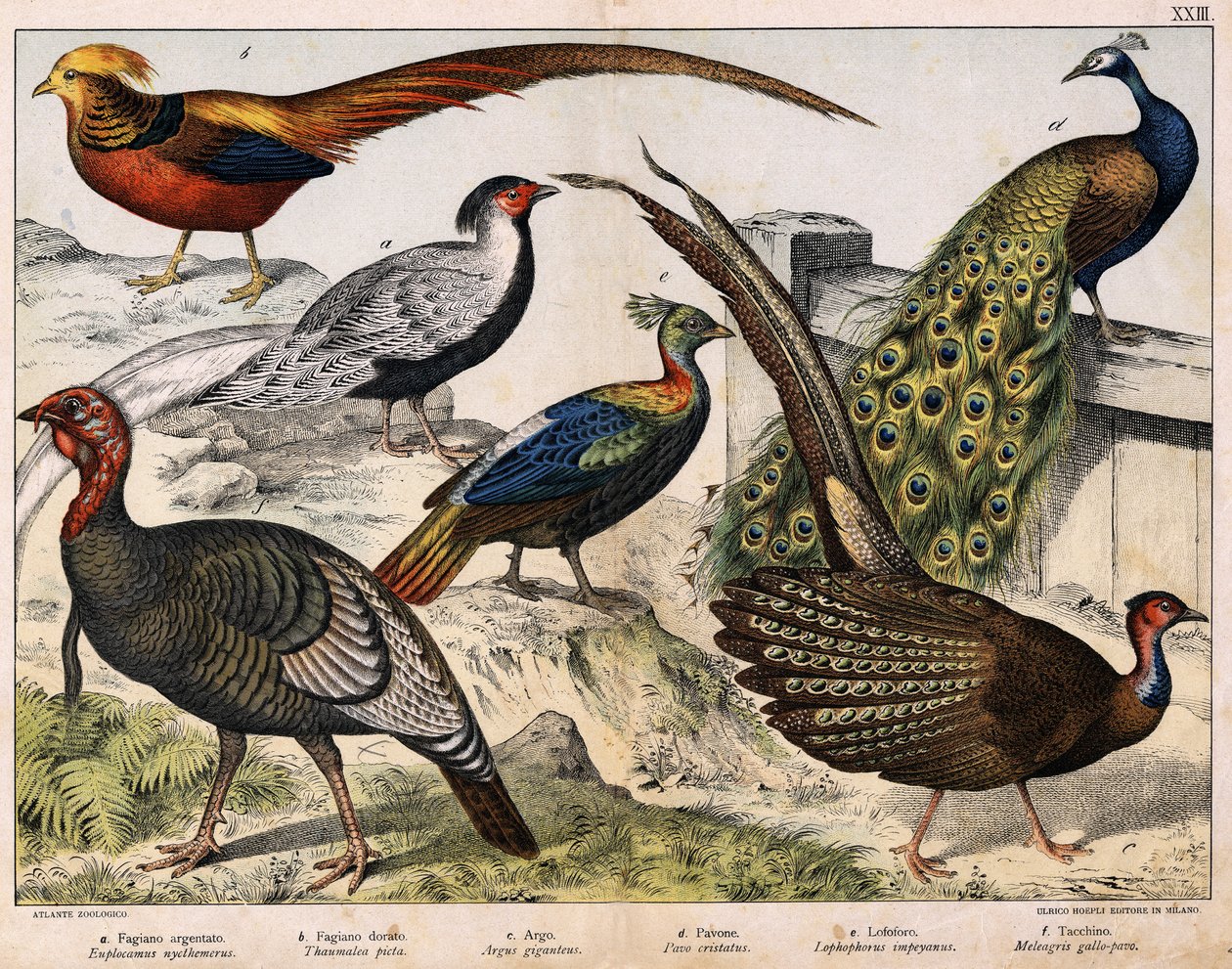 a: Bažant stříbrný (Euplocamus nycthemerus), b: Bažant zlatý (Thaumalea picta), c: Bažant majestátní (Argus giganteus), d: Páv modrý (Pavo cristatus), e: Lophophorus impeyanus, f: Turecko (Meleagris gallo-pavo) , v „Přírodní historii ptáků“, ed. Motyka od Unknown artist