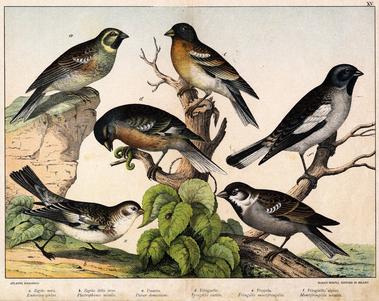 a: Vrabec (Emberiza circlus), b: Vrabec sněžný (Plectrophanes nivalis), c: Vrabec (Pour domesticus), d: Pinson (Fringilla coelebs), e: Pinson severní (Fringilla montifringilla), Niverolle (Montifringilla nivalis) - v “ Přírodní historie ptáků“, ed. Hoep od Unknown artist