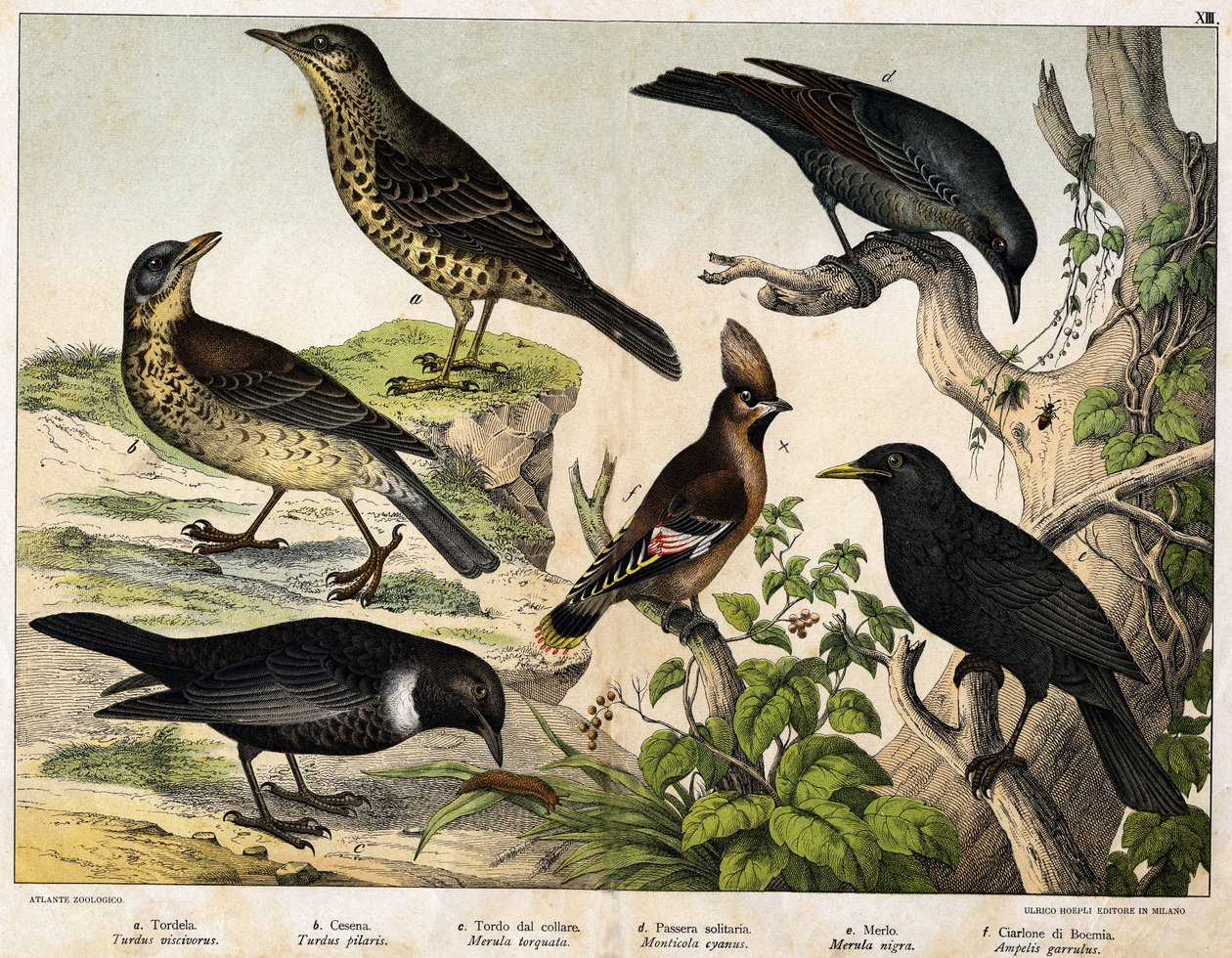 a: Drozd (Turdus viscivorus), b: Drozd (Turdus pilaris), c: Kos (Merula torquata), d: Kos modrý (Monticola cyanus), e: Kos (Merula nigra), f: Český žvanec (Ampelis garulus) - v „Přírodní historii ptáků“, ed. Hoepli, Milan od Unknown artist