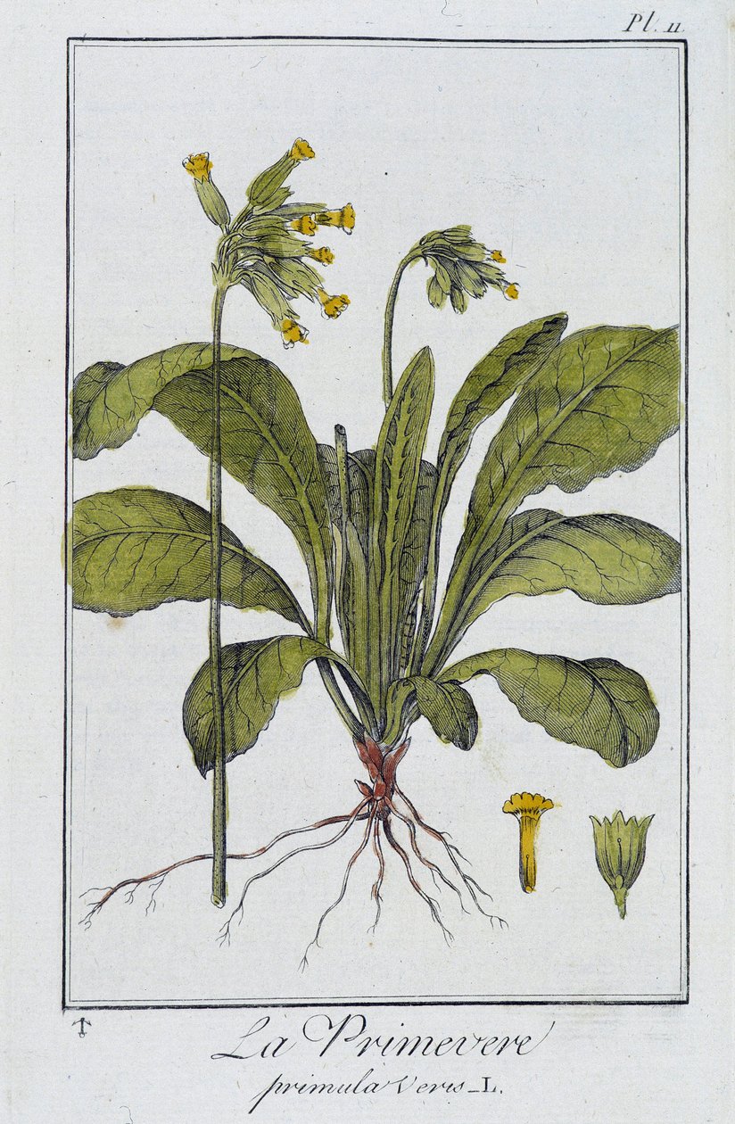Prvosenka jarní (Primula veris) - v „Cvičení z botaniky pro obchodníky“, napsal J. C. Philibert, Imprimerie de Crapelet, Paříž od Unknown artist
