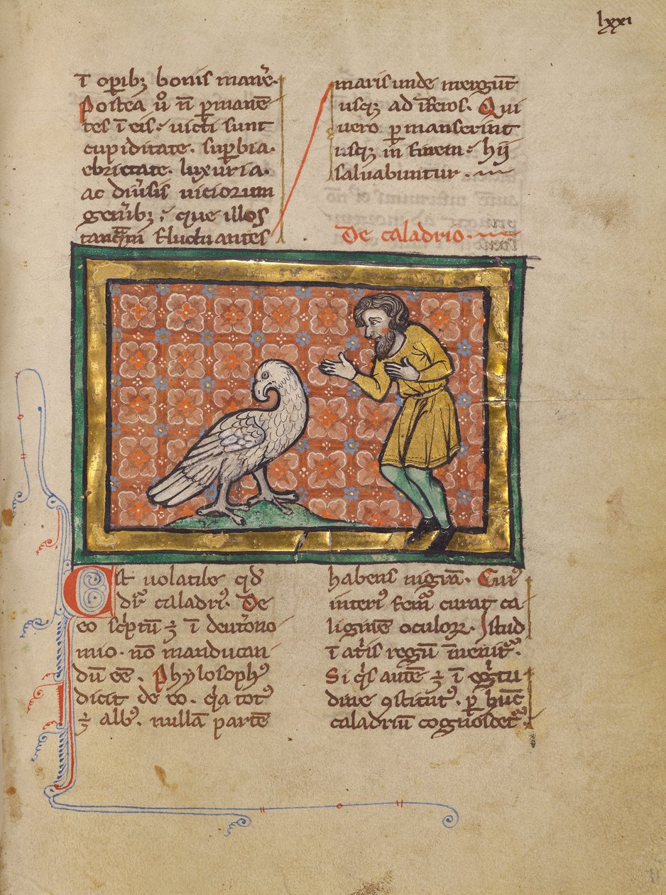 Pták Caladrius od Unknown artist