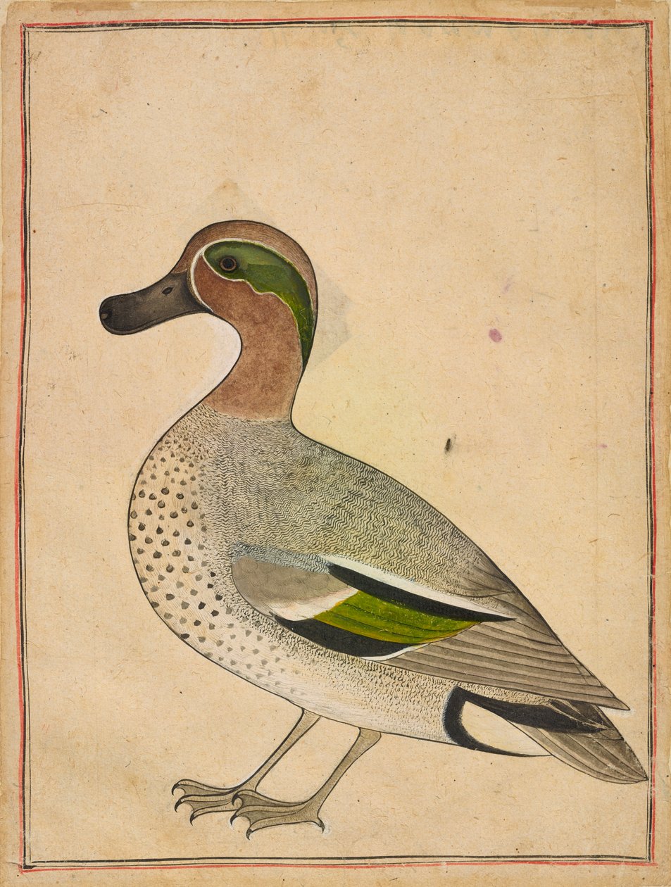 Teal zelenokřídlý od Unknown artist