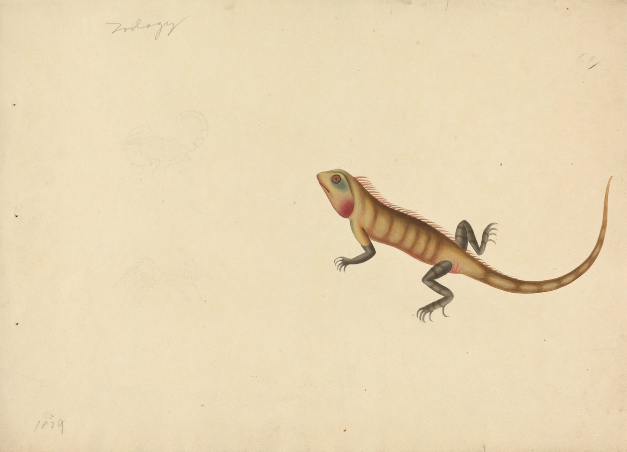 Ještěrka s náčrtky štíra a pavouka od Unknown artist