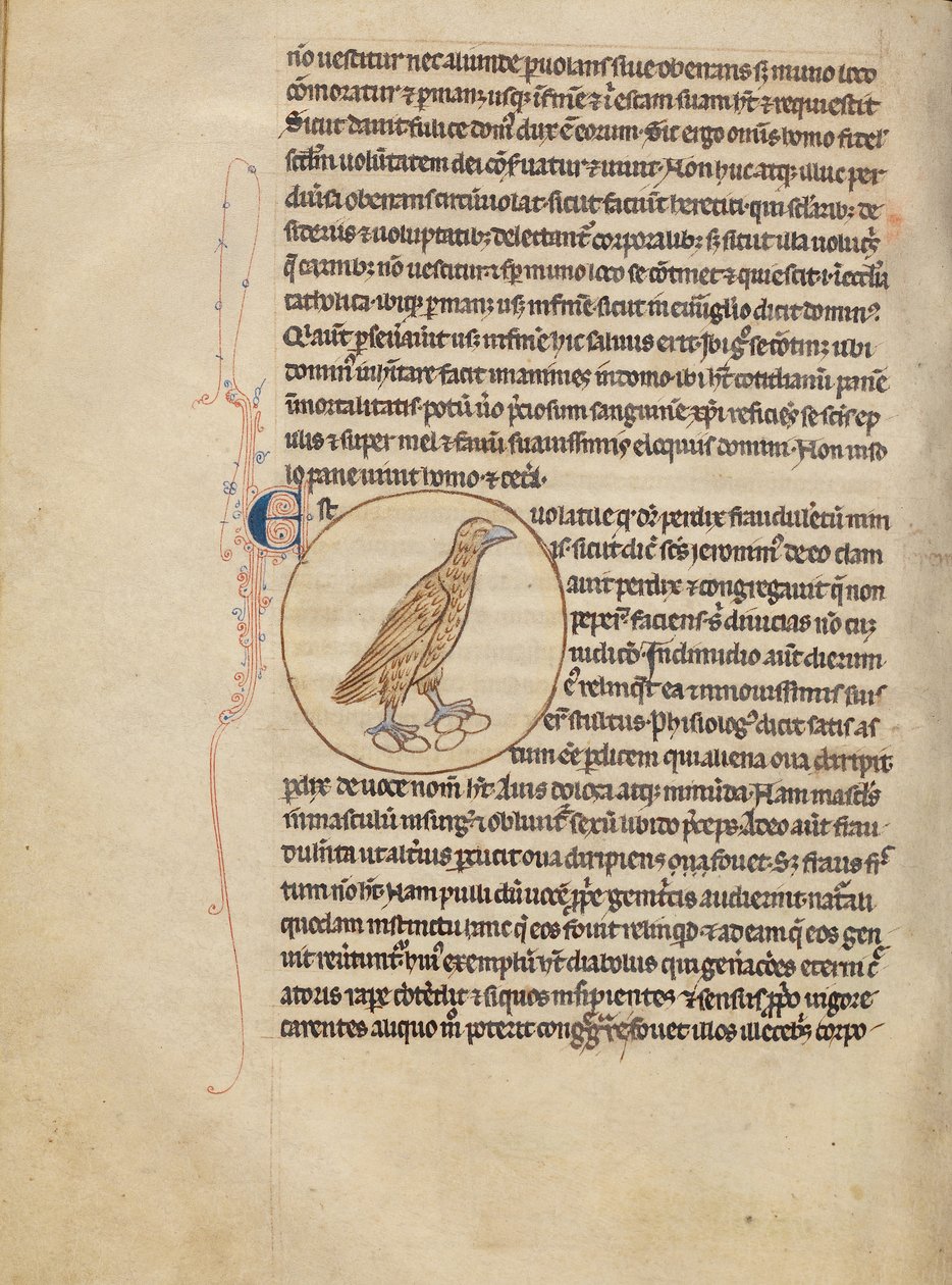 A Partridge od Unknown artist