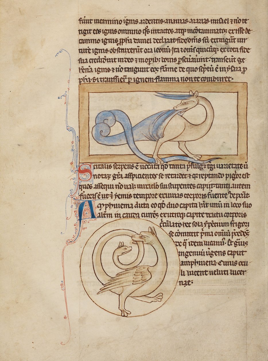 Scitalis; Amphisbaena od Unknown artist