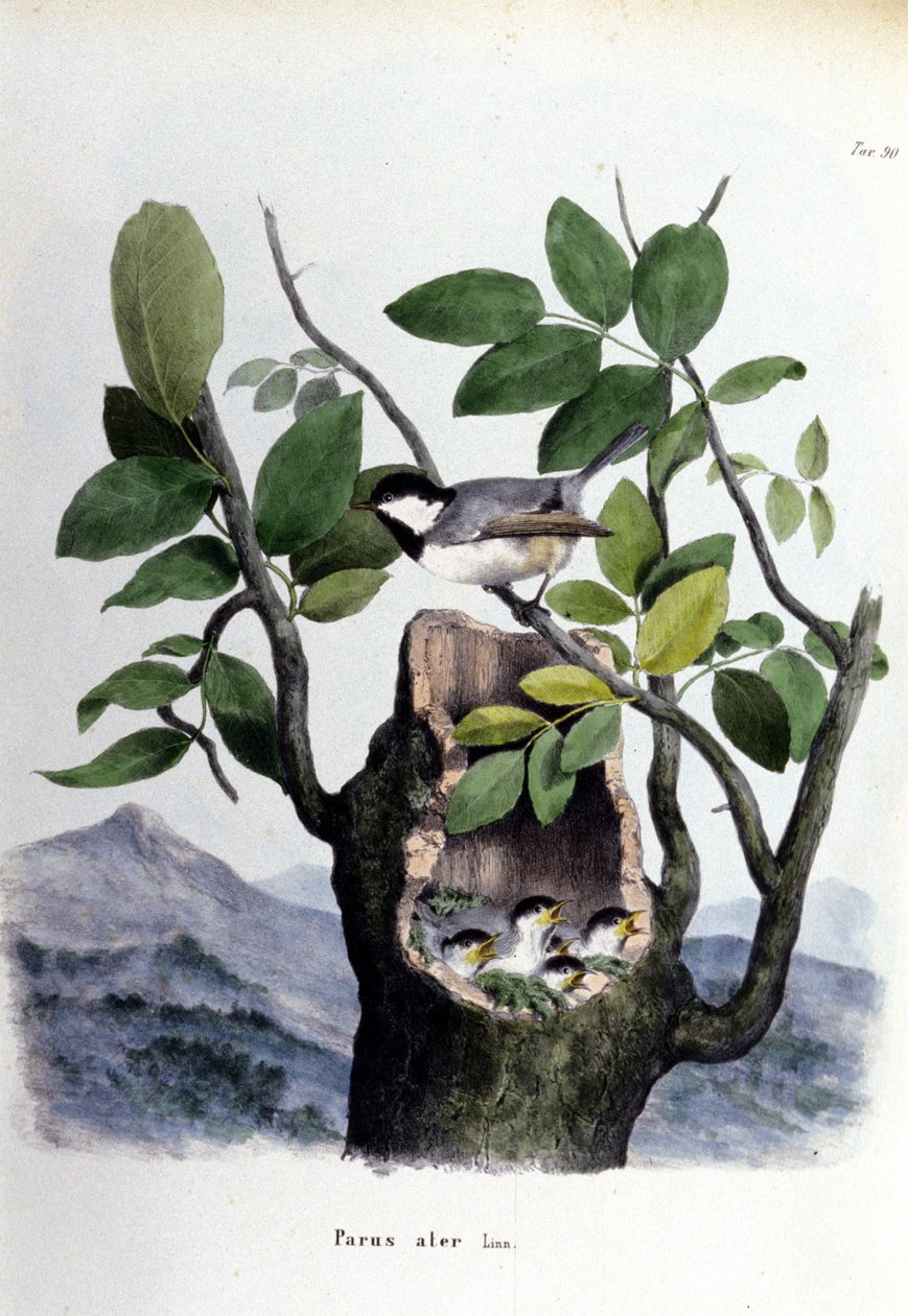 Deska představující obyčejného ptáka (nebo vrabce) poblíž jeho hnízda. od Unknown artist