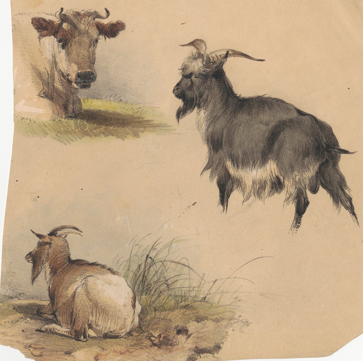 Kráva a dvě kozy od Unknown artist