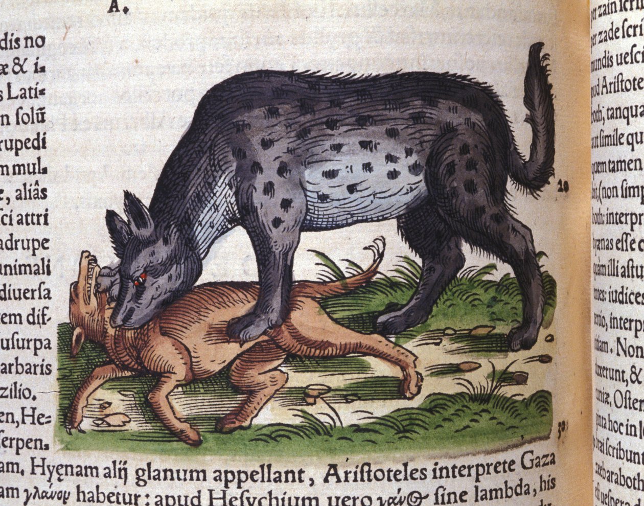Hyena útočící na psa z Historie zvířat Konrada Gesnera od Unknown artist