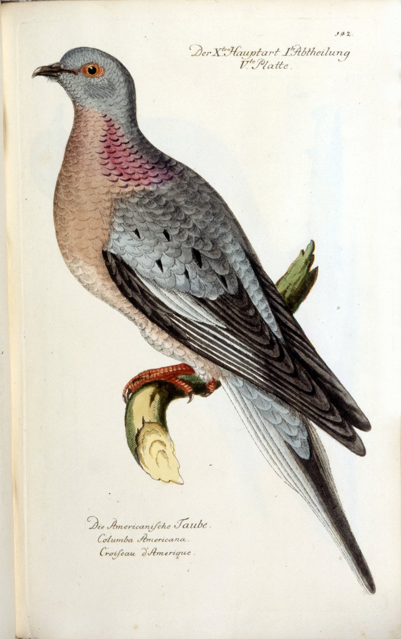 Stěhovavá holubice, nyní vyhynulá. Zoologická mapa po Fritschovi od Unknown artist