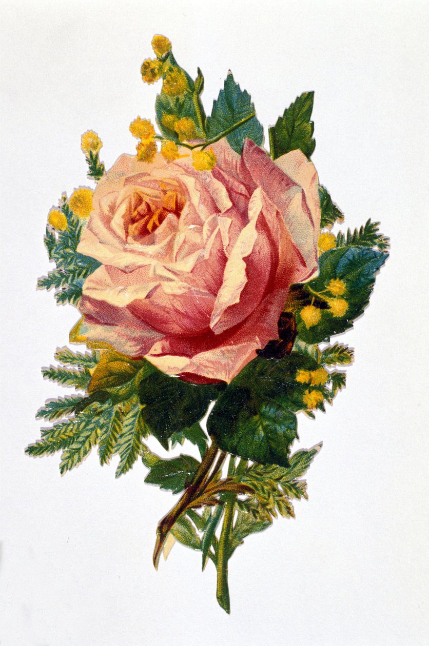 Růže od Unknown artist