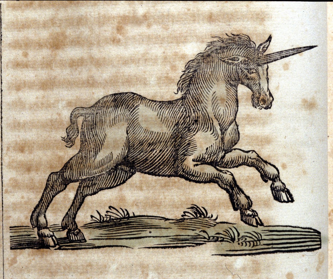 Jednorožec nebo jednorožec, mytologické zvíře - rytina z díla Athanasius Kircher (1601-1680), jezuita, orientalista a germanista od Unknown artist