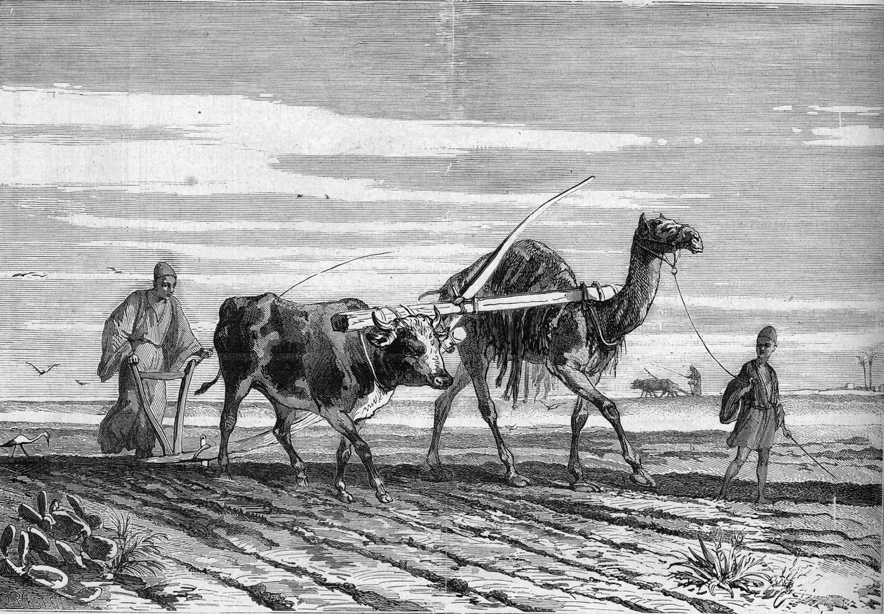Zemědělství v Egyptě: pluh tažený krávou a velbloudem. Rytina v „“ Le Monde Illustré““ č. 1316 ze 17. června 1882. od Unknown artist