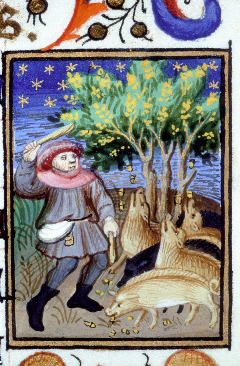 Alegorické zobrazení listopadu. Muž se skupinou prasat jíst žaludy. Miniatura rukopisu ze 14. století. od Unknown artist