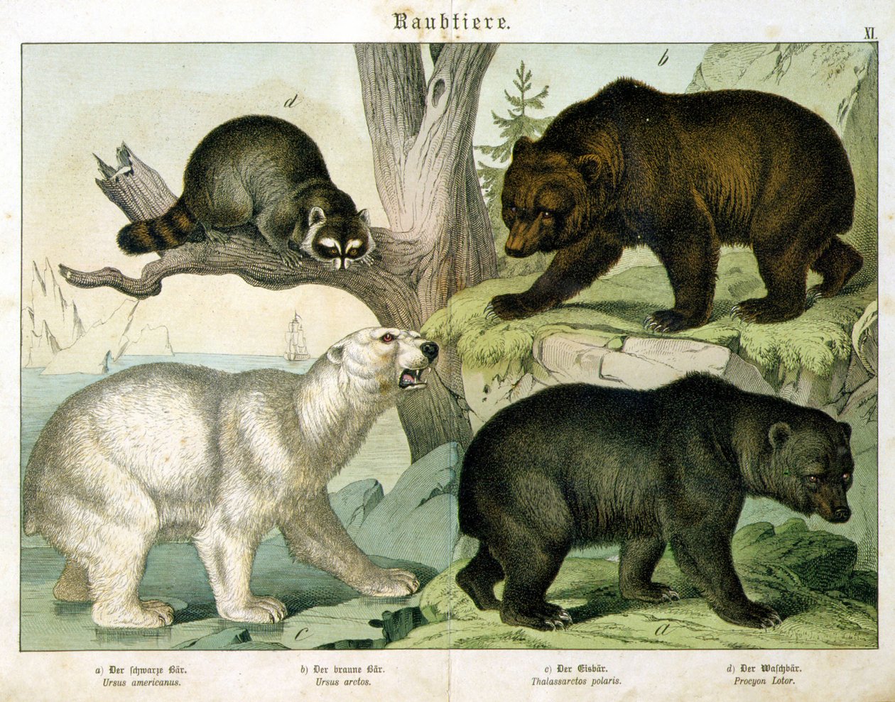 Americký medvěd, hnědý medvěd, lední medvěd a vačnatec - v „“Přírodní historii savců“, ed. Schreiber, Mnichov od Unknown artist