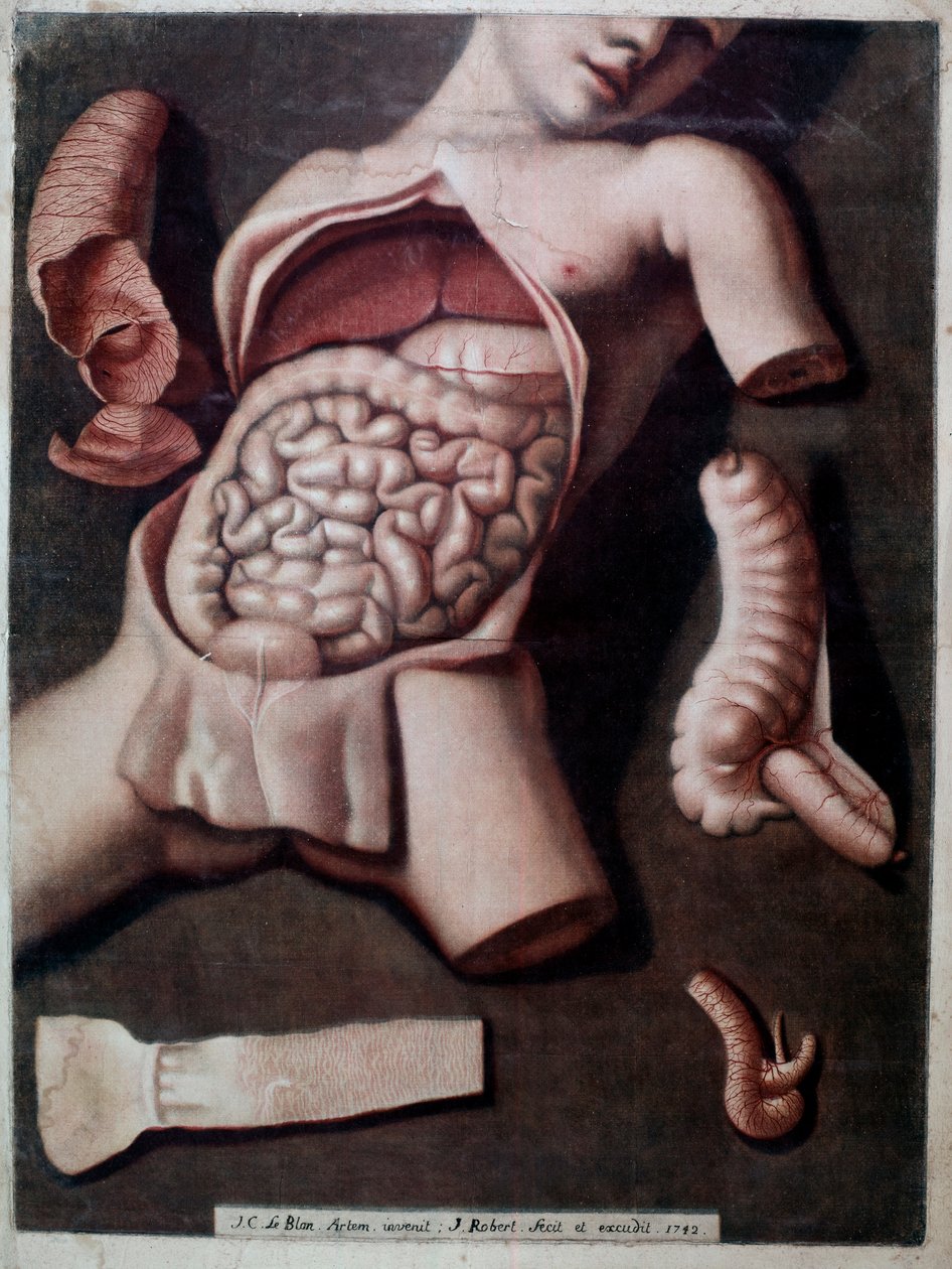Anatomická deska představující vnitřek břicha člověka: střeva, žaludek. 1742. Soukromá sbírka od Unknown artist