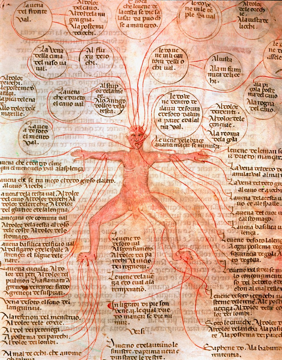 Anatomická tabulka znázorňující krevní oběh Miniatura z rukopisu „“ De surgia“““ Benátská biblioteca Marciana ze 13. století od Unknown artist