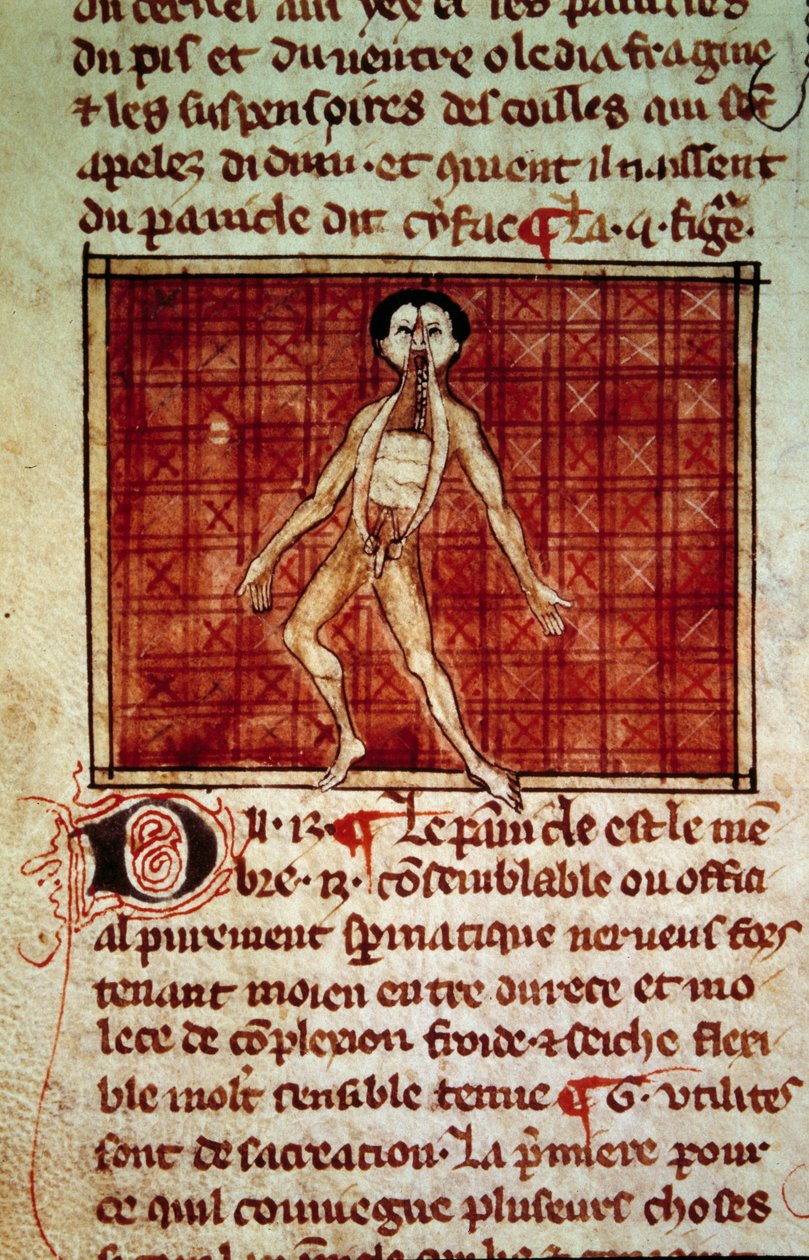 Anatomická postava: kůra, hrudník otevřený. Miniatura z rukopisu „“ Chirurgie“ (Folio 11v) od Henriho de Mondeville (chirurg Philippe Le Bel, profesor anatomie) od Unknown artist