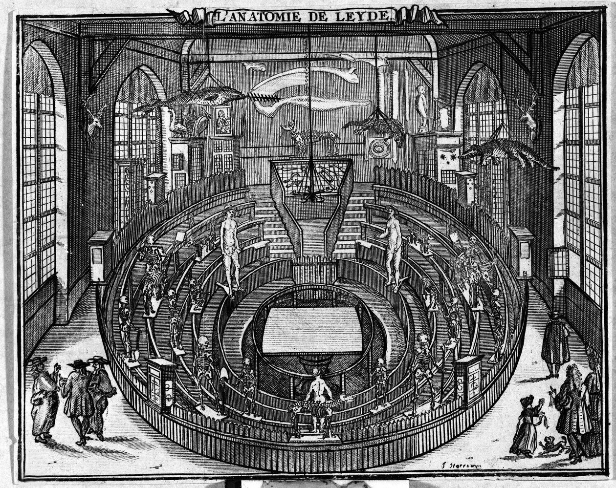 Anatomické divadlo univerzity v Leidenu, konec 17. století. od Unknown artist