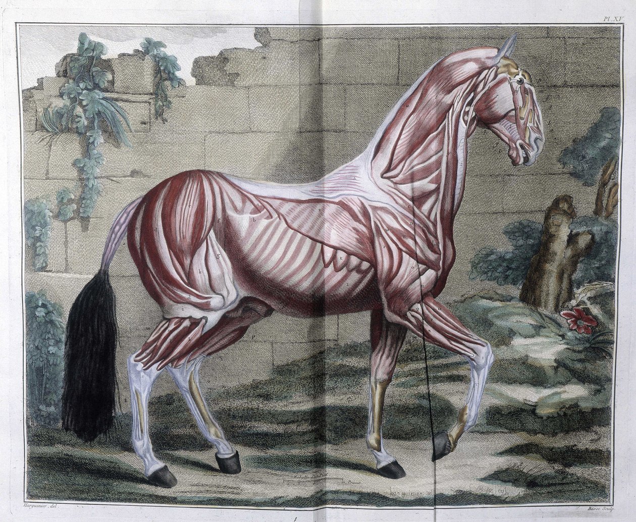 Anatomie koně: „Hipiatrický kurz, kompletní pojednání o koňské medicíně““ od P. E Lafosse od Unknown artist