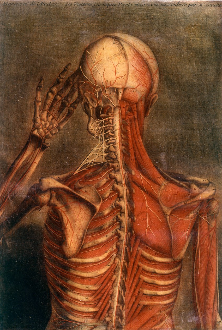 Anatomie lidského těla: kůra při pohledu zezadu. Lékařská rada z 18. století Paris, B.N. od Unknown artist