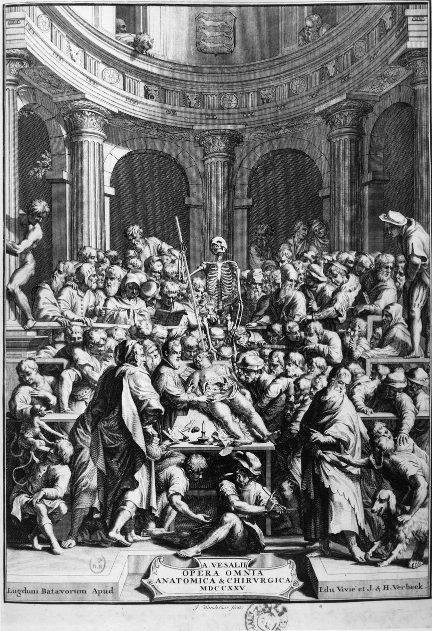 André Vésale (1514-1564), zakladatel moderní anatomie, učitel anatomie a chirurgie (v latině: Andrea Vesalius, v holandštině: Andries Van Wesel). od Unknown artist