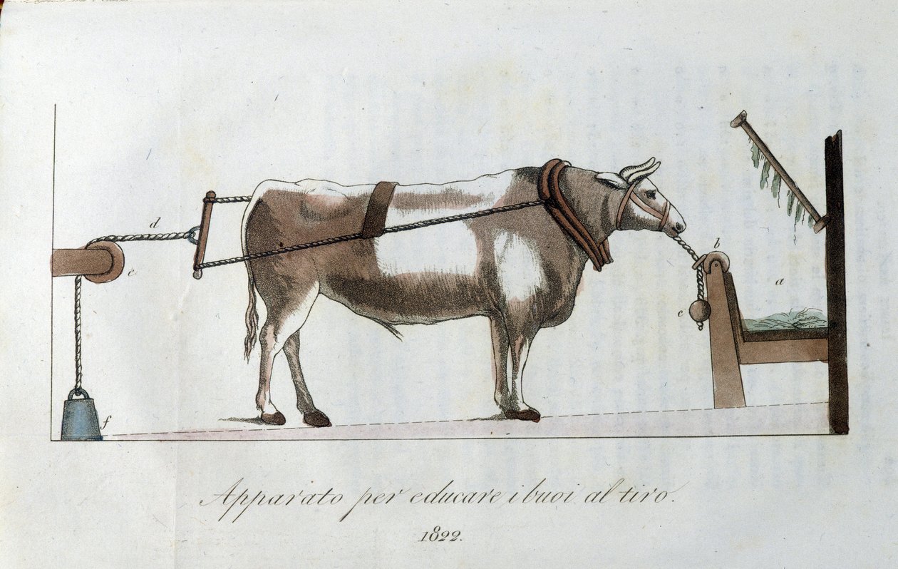 Zařízení pro přivykání volů na linii. Deska převzata z "" Journal of Agriculture, Arts and Technics "" (Revue d