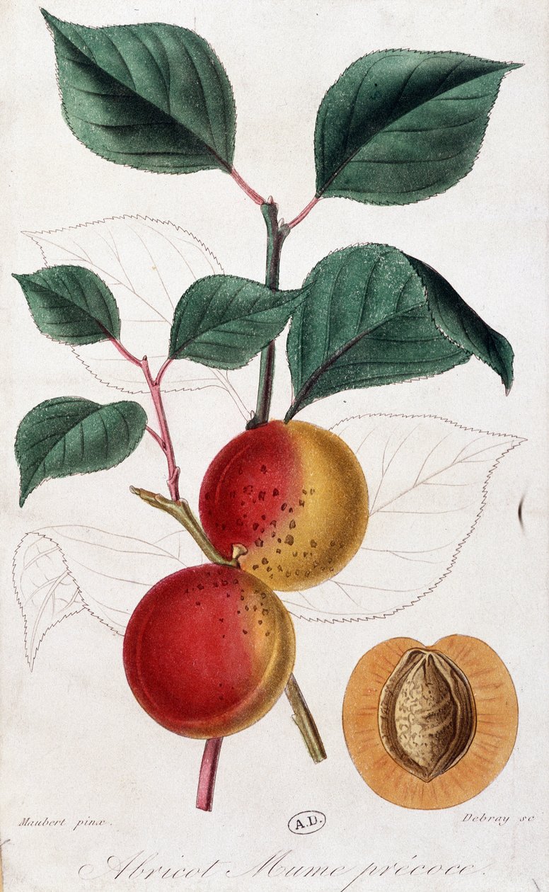 Meruňka - botanická deska od Unknown artist