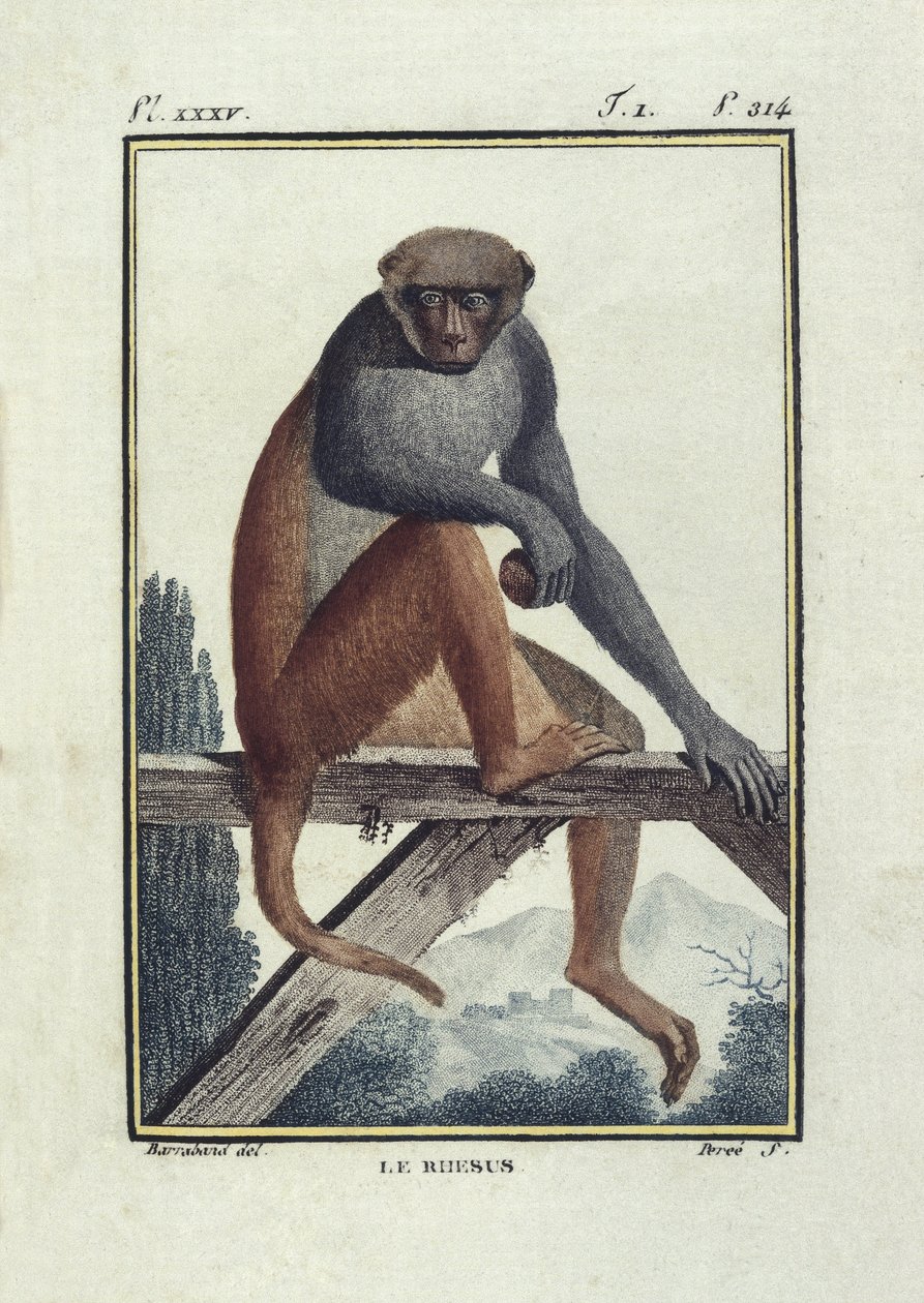 BUFON, Georges-Louis Leclerc, hrabě (1707-1788). Opice rhesus (rhesus). Ilustrace k "Histoire naturelle, generale et particular". od Unknown artist