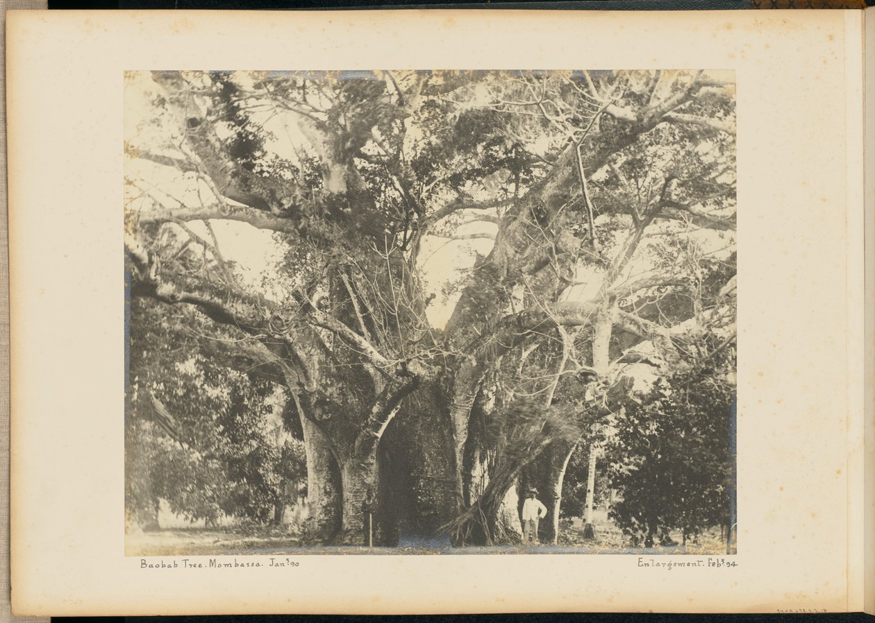 Strom baobab. Mombassa. od Unknown artist