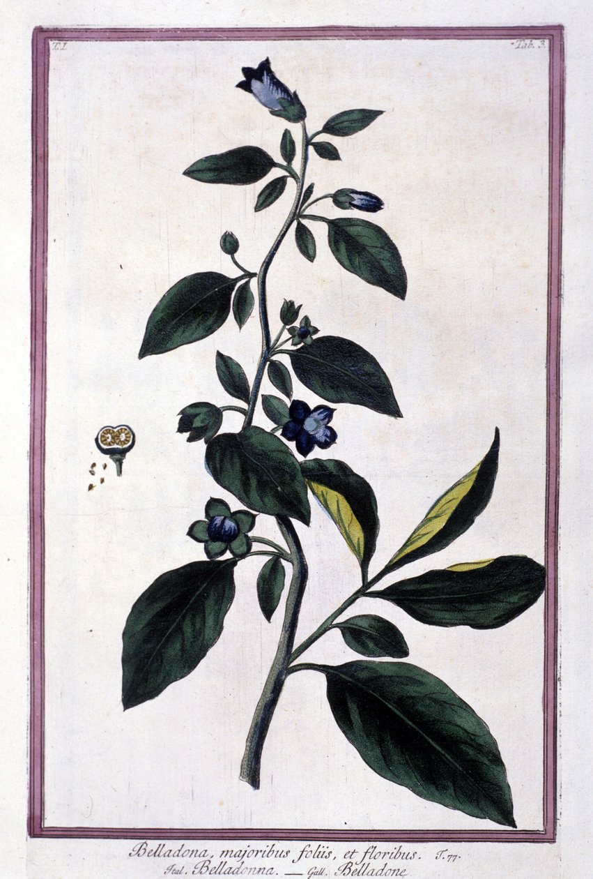 Belladonna, květiny a bobule. Jedovatá rostlina používaná v lékařství. Rytina podle herbáře z 19. století. od Unknown artist