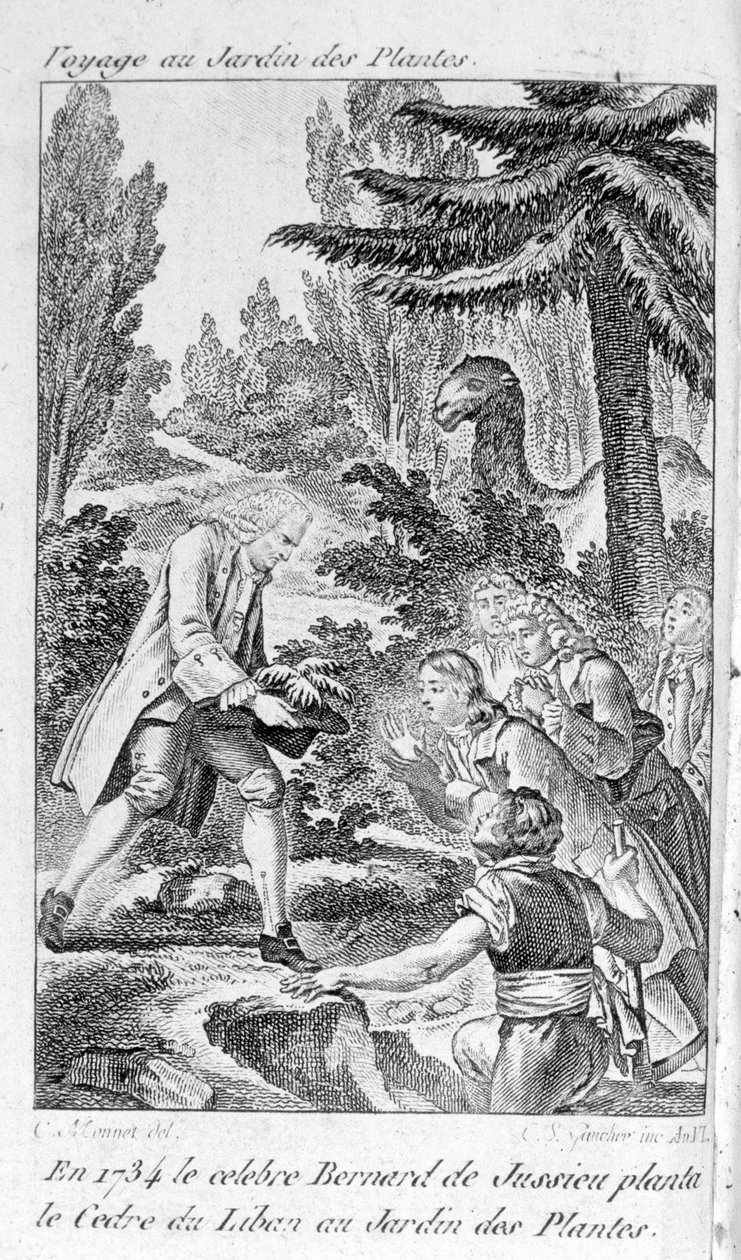 Bernard de Jussieu, francouzský botanik (1699-1777) sází cedr z Libanonu v zahradě rostlin v Paříži od Unknown artist