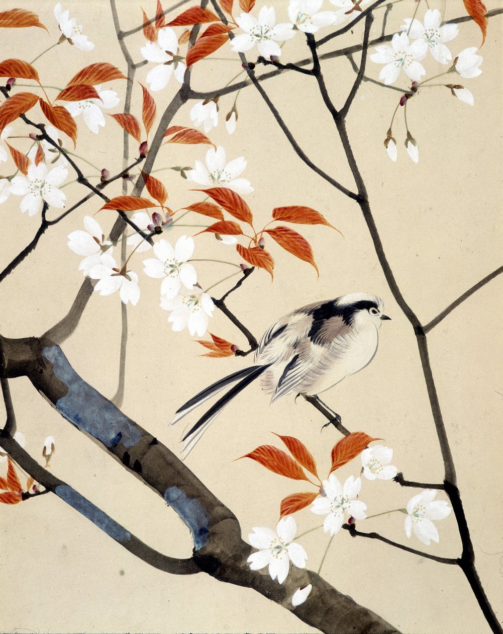 Pták a třešeň v květu - japonská kresba Riou Chim, konec 19. století od Unknown artist