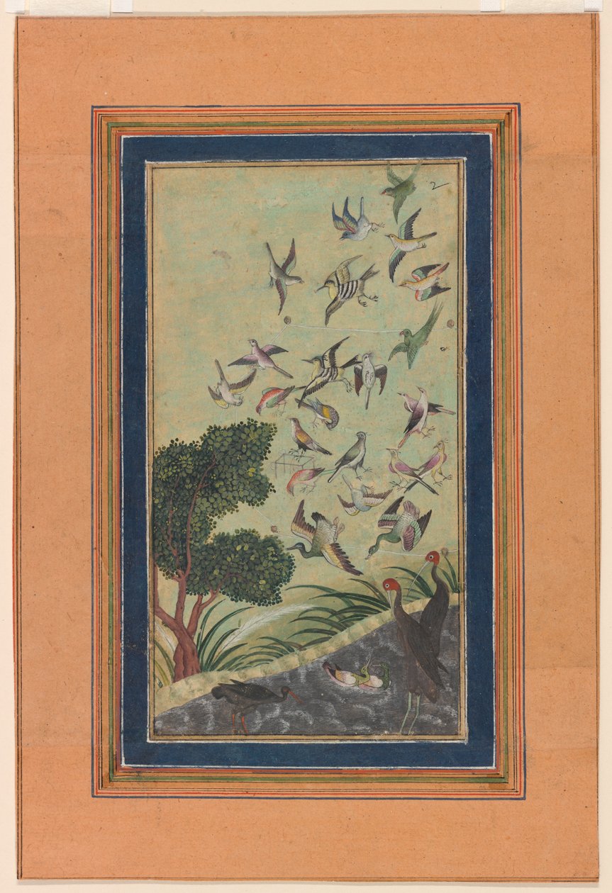 Ptáci v Baranu, možná z Babur-nama od Unknown artist