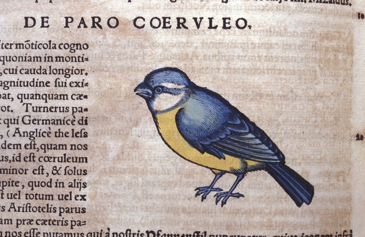 Modrý Passereau v Historia Animalium od Conrada Gesnera (1516 - 1565), Tiguri od Unknown artist