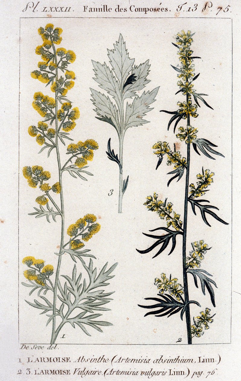 Botanická deska: Pelyněk absinth (Artimisia Absinthium) a Pelyněk obecný (Artimisia vulgaris). Rytina 18. století od Unknown artist