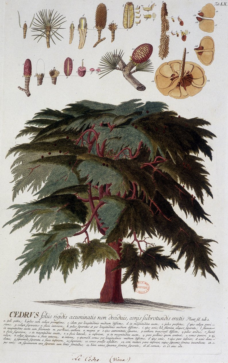Botanická deska: Cedr. n.d. 19. století. od Unknown artist
