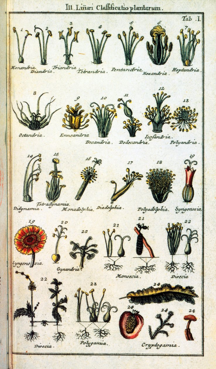 Botanická rada: Klasifikace rostlin Carl von LINNE (1707-1778), švédský přírodovědec v „" Compendium Botanices Systematis Linnean "". Edice od Unknown artist