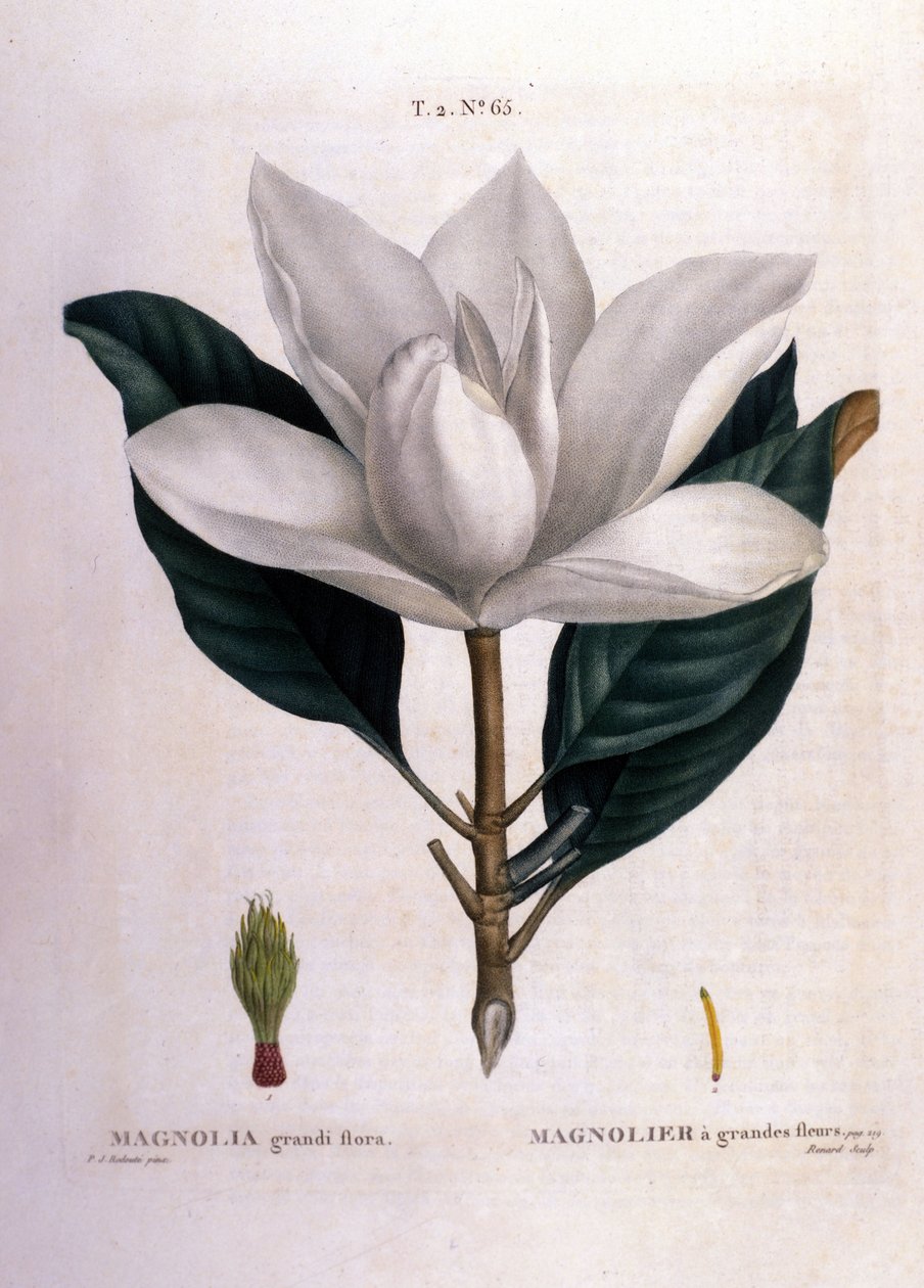 Botanická deska: Magnolia. od Unknown artist