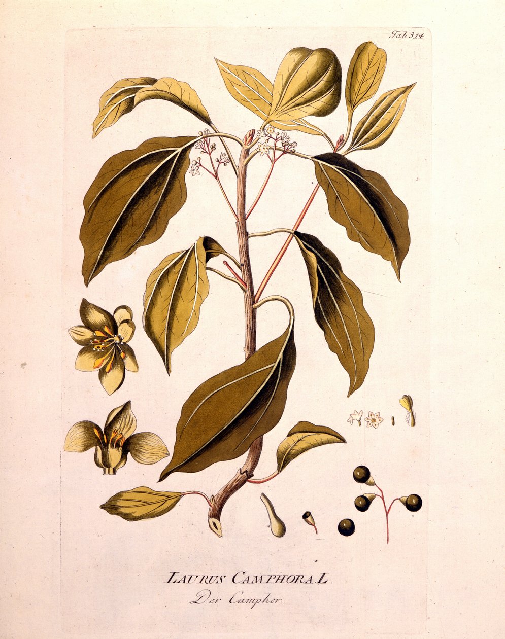 Botanická deska: kafr (Laurus Camphora). Rytina do „“da Icons Plantarum medicalium““ od Josepha Jacoba von Plencka, rakouského lékaře a botanika (1738-1807), Vídeň 1791. od Unknown artist