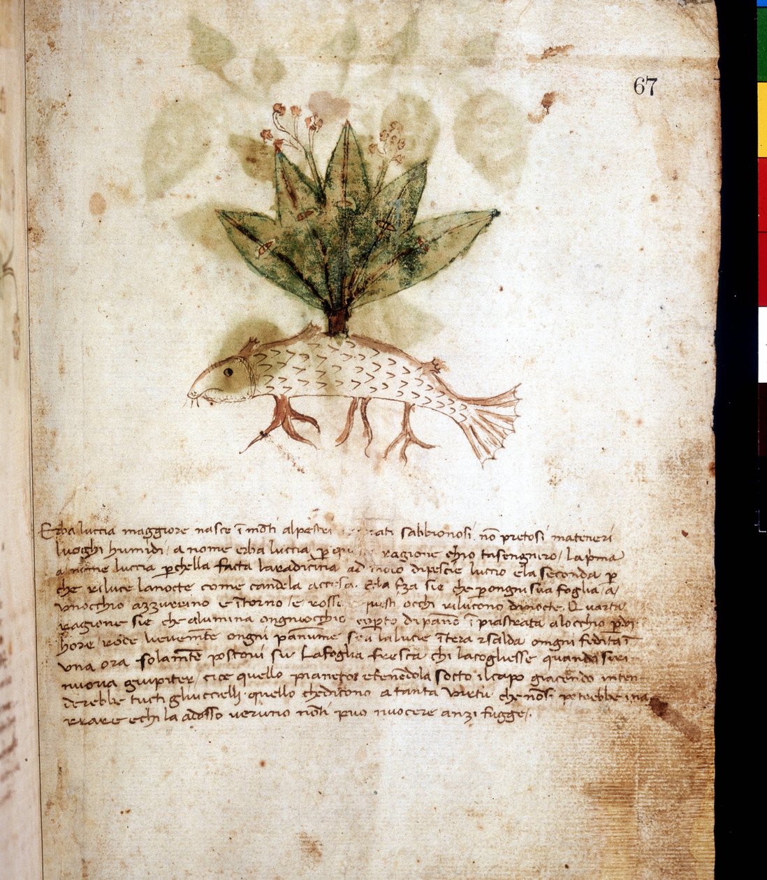 Botanická tabule představující trávu „Luccia maggiore““ neboli trávu ve tvaru štiky. Knihovna v Rimini od Unknown artist
