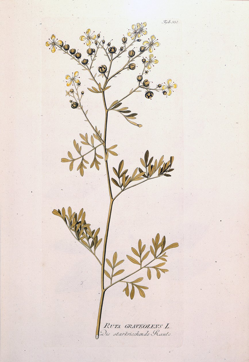 Botanická tabule: rue officinale (Ruta graveolens). In "Ikony léčivých rostlin" od J.J.Plencka, Vídeň, Rakousko od Unknown artist