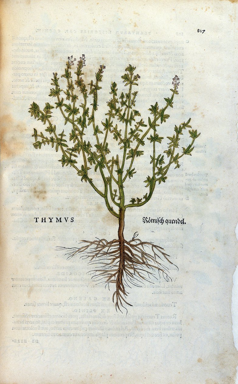 Botanická deska: Tymián (Thymus) Herbarium od Lheonarda Fuchse, "Historie Stirpium", Bale od Unknown artist