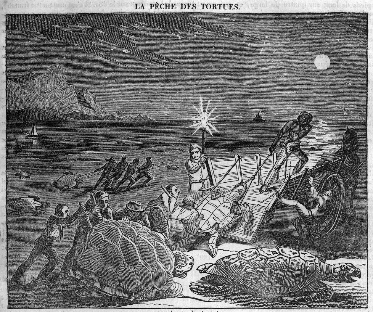 Chytání želv na pobřeží Kuby - rytina 19. století od Unknown artist