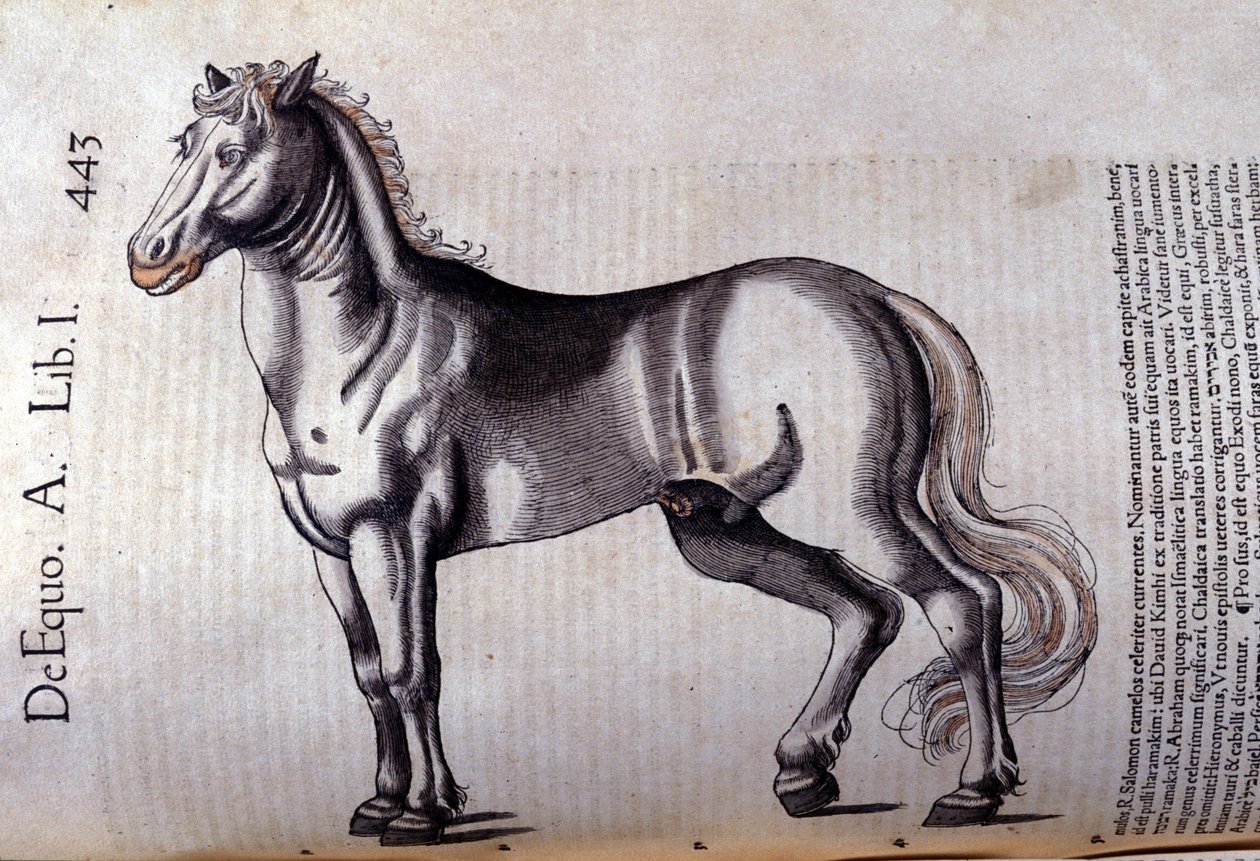 Cheval. v Historia Animalium od Conrada Gesnera (1516 - 1565), Tiguri od Unknown artist