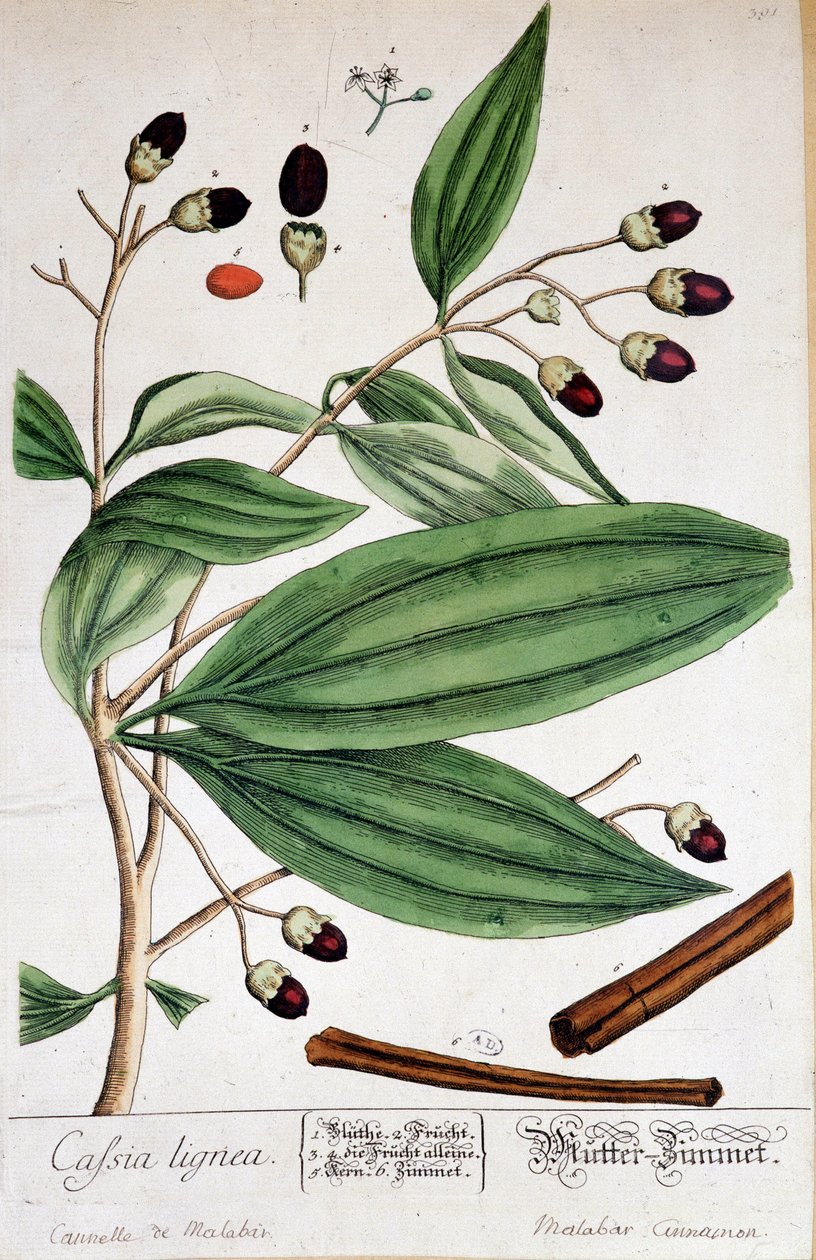 Cinnamon de Malabar (Indie) - botanická deska od Unknown artist