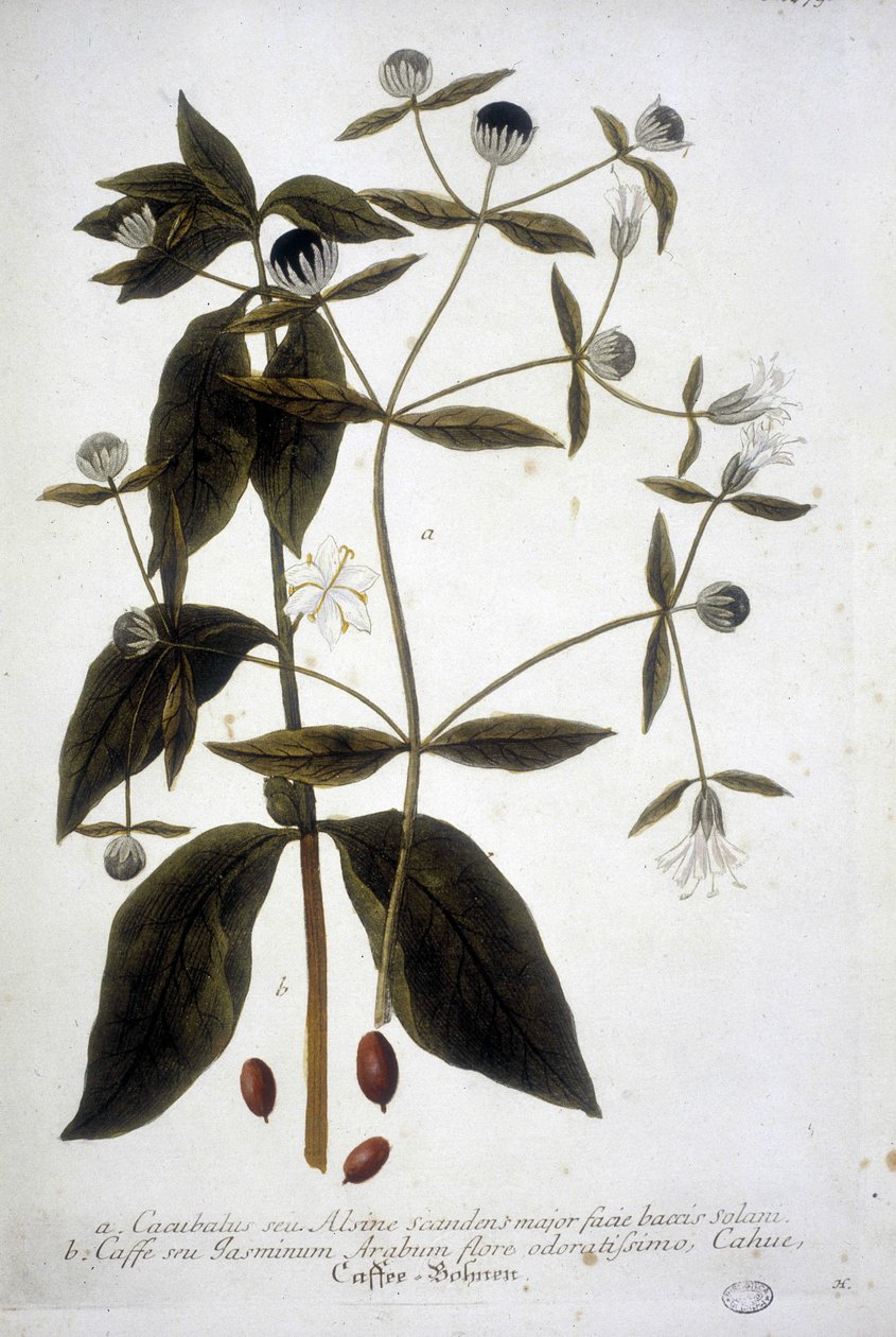 Kávovníková rostlina v herbáři z 19. století. od Unknown artist
