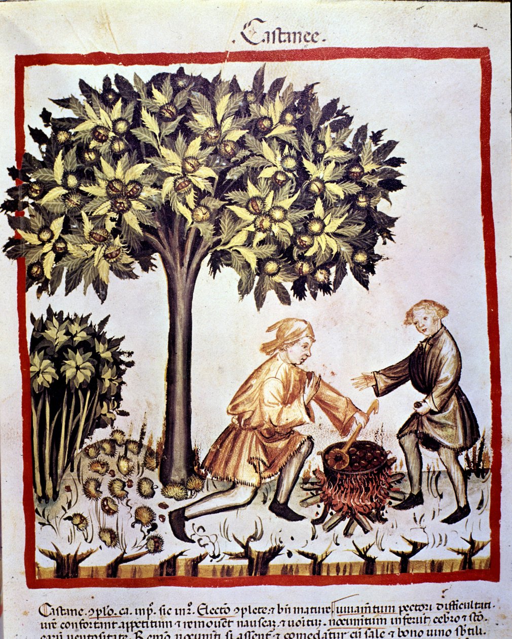 Sběr a příprava kaštanů na podzim. Osvětlení z dojení medicíny a dietetiky „“Tacuinum sanitatis““ od Unknown artist