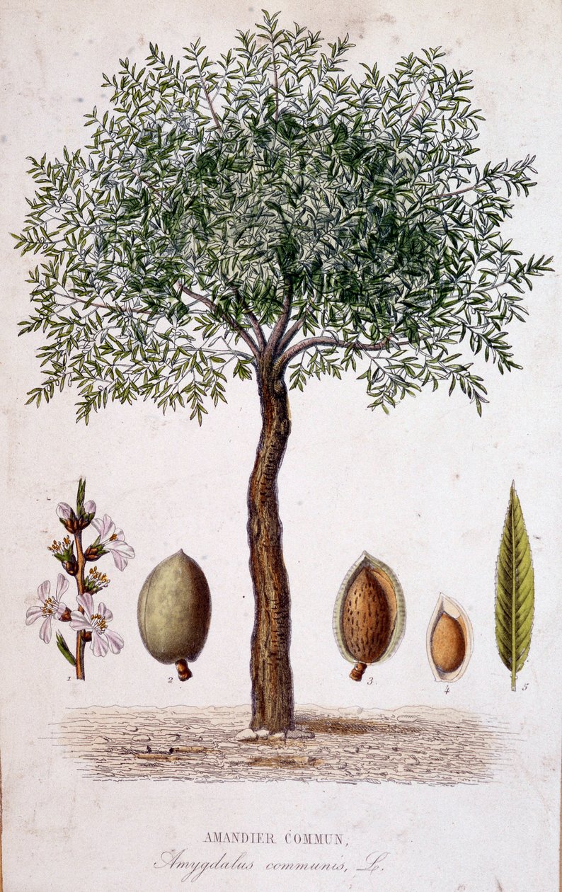 Mandloň obecná - botanická deska od Unknown artist