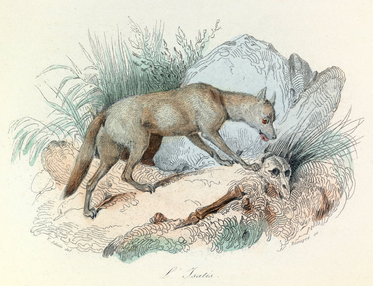 "Completes de Buffon" s Linnénovou nomenklaturou a Cuvierovou klasifikací: Les animaux: Le fox arctic (rytina) od Unknown artist